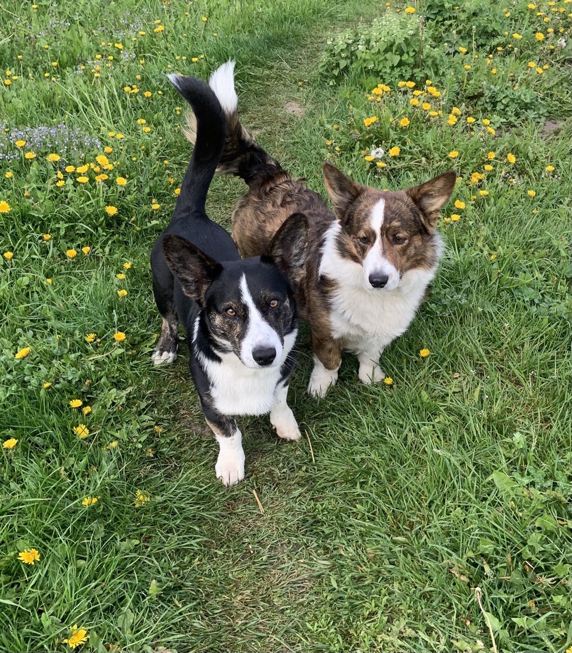 Два пса вместе